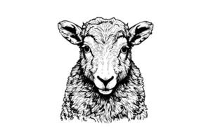 schattig schapen of lam hoofd gravure stijl vector illustratie. realistisch afbeelding. foto