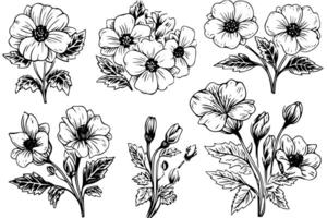 geïsoleerd cosmea vector illustratie element. zwart en wit gravure stijl inkt kunst. foto