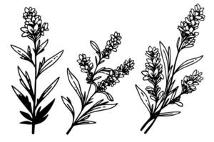 bloemen botanisch lavendel bloem hand- getrokken inkt schetsen. vector gravure illustratie. foto