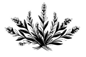 bloemen botanisch lavendel bloem hand- getrokken inkt schetsen. vector gravure illustratie. foto