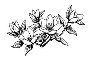 hand- getrokken magnolia bloem inkt schetsen. gravure stijl vector illustratie. foto