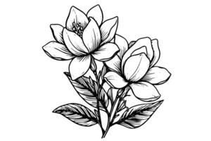 hand- getrokken magnolia bloem inkt schetsen. gravure stijl vector illustratie. foto