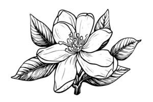 hand- getrokken magnolia bloem inkt schetsen. gravure stijl vector illustratie. foto