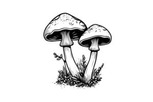 vlieg agaric of amanita champignons groep groeit in gras gravure stijl. vector illustratie. foto