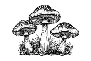 vlieg agaric of amanita champignons groep groeit in gras gravure stijl. vector illustratie. foto