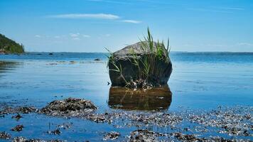 single rots in de zee met gras. de steen leugens in de Baltisch zee in zonneschijn. foto
