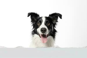 schattig grens collie Aan wit achtergrond, ai gegenereerd foto