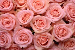 betoverend roze roos bloesems in overvloed van de natuur verrukkelijk symfonie - ai gegenereerd foto
