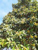 groot bomen loquat, natuur. mooi landschap met een boom. foto