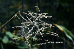 detailopname foto van bladeren, groen natuur