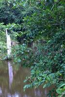 foto van water, rivier- en bomen