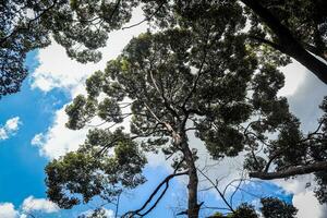 landschap afbeeldingen, groen natuur, bomen foto