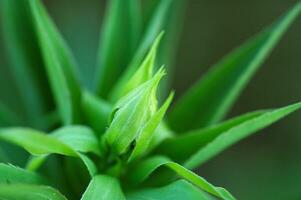 groen fabriek in detailopname creëren een mooi voorjaar achtergrond foto