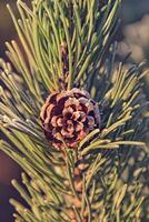 berijpt groen ster takje van een Kerstmis boom in de winter zon foto