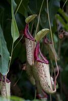 delicaat kleurrijk bloemen orchideeën groeit in een natuurlijk milieu in botanisch boomgaard foto