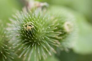 zomer Purper distel bloem tussen groen in een wild weide, foto