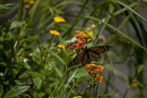 delicaat oranje vlinder neergestreken Aan een kleurrijk bloem in de tuin foto