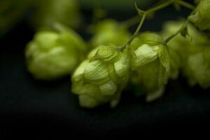 natuurlijk groen hop kegels Aan zwart geïsoleerd achtergrond in detailopname foto