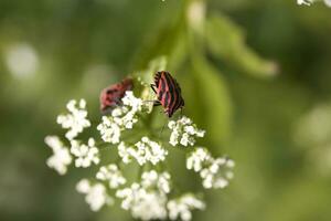 weinig zwart rood insect Aan een wit bloem in een zomer groen weide foto