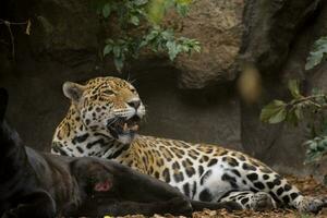 volwassen luipaard aan het liegen in de dierentuin tuin foto