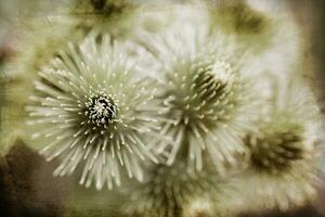 zomer Purper distel bloem tussen groen in een wild weide, foto