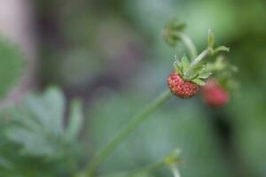 smakelijk wild rood wild aardbei tussen groen bladeren in de Woud foto