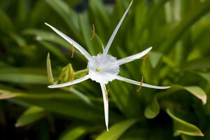 wit origineel bloem tegen een achtergrond van groen bladeren foto