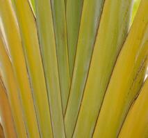 groen palm blad vormen een interessant origineel natuurlijk achtergrond foto