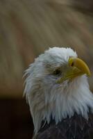 een portret van een vogel van prooi Amerikaans adelaar Aan een neutrale beige achtergrond foto