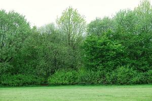 prachtig laag hoek visie van lokaal openbaar park van luton Engeland uk foto