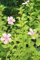 roze gekleurde shoeblackplant bloem Aan tuin foto