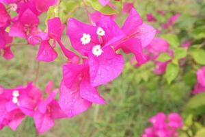 bougainvillea spectabilis bloem fabriek Aan kinderkamer foto