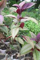 strobilanthes Dyeranus mast boom Aan boerderij foto