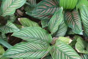 krijtstreep calathea blad fabriek Aan boerderij voor verkopen foto