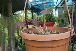 oxalis driehoekig boom Aan hangende pot Aan boerderij foto