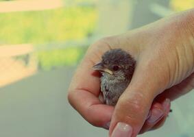 gered baby mus in hand. klein vogel. foto