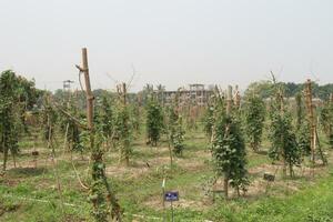 phaseolus vulgaris Aan boom in boerderij foto