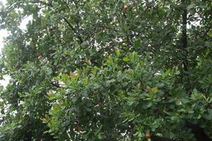 rijp cachou appel met noot Aan boom in boerderij foto