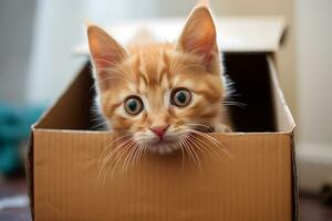portret van een gember katje in een doos op zoek in de afstand foto
