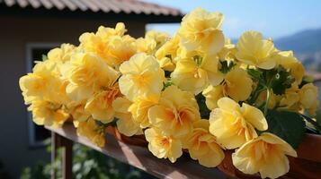 geel begonia bloemen groeit Aan balkon. foto