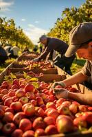 een groep van boeren voorzichtig plukken en sorteren appels in de zonovergoten boomgaard gedurende de herfst oogst seizoen foto