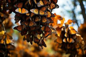 een betoverend zee van oranje en zwart vult de lucht net zo duizenden van monarch vlinders aan boord gaan Aan hun jaar- migratie reis foto