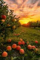 een warm zonsondergang over- een uitgestrekt appel boomgaard achtergrond met leeg ruimte voor tekst foto