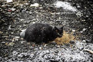 zwarte kat op sneeuw foto