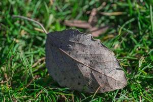 laat op het groene gras. het laatste herfstverlof foto