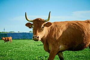 rood koe Aan zomer weiland foto
