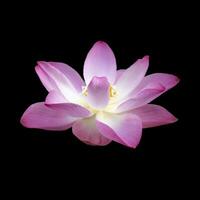 3d lotus bloem foto