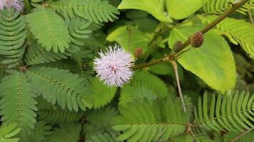 mimosa pudica bloem in de tuin, Indonesië. foto