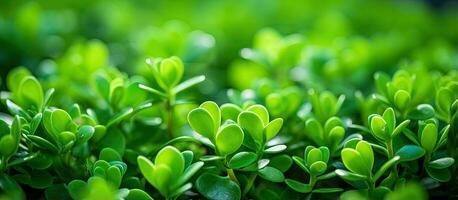 macro achtergrond van een ontspruiten kalanchoe in een detailopname groen kamerplant foto