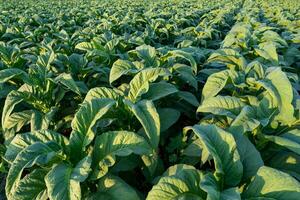 aanplant en oogsten seizoen tabak in tabak plantage veld.tabak industrie voor landbouw en exporteren. foto